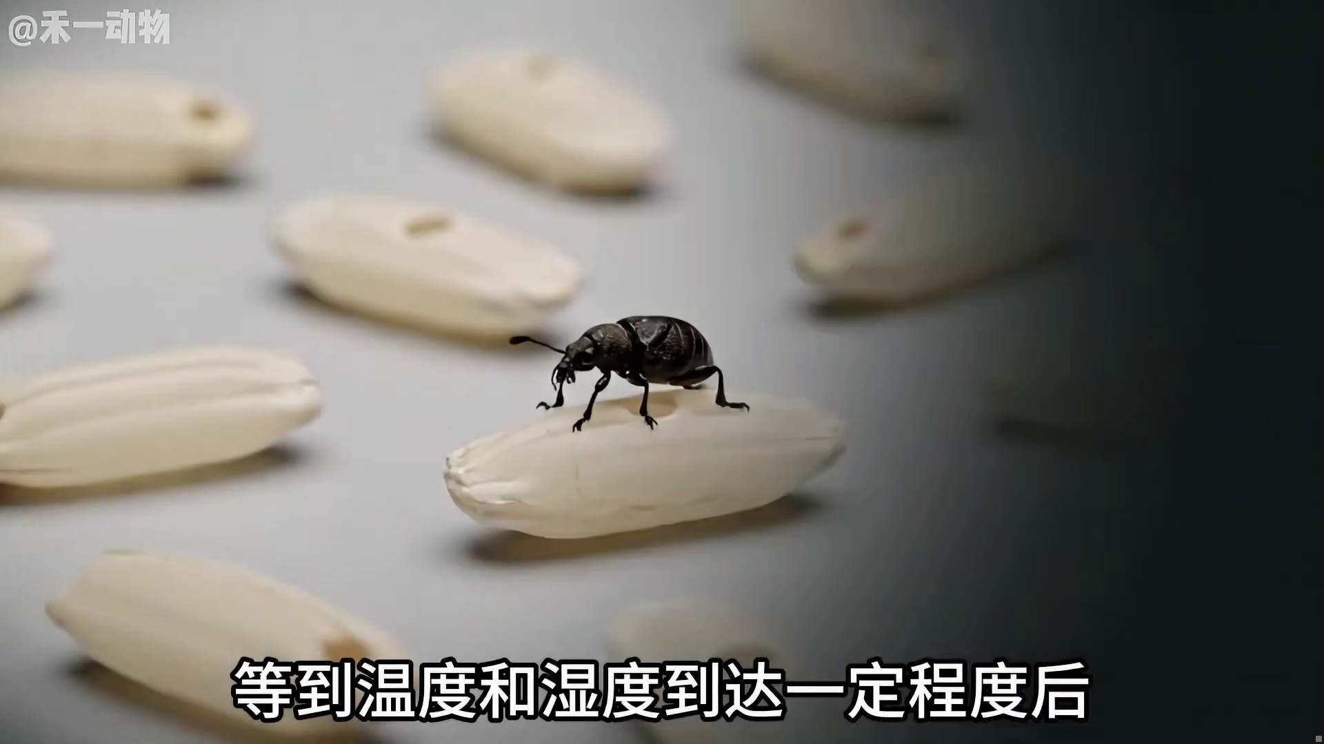 一袋密封好的米，里面怎么会长米虫的？