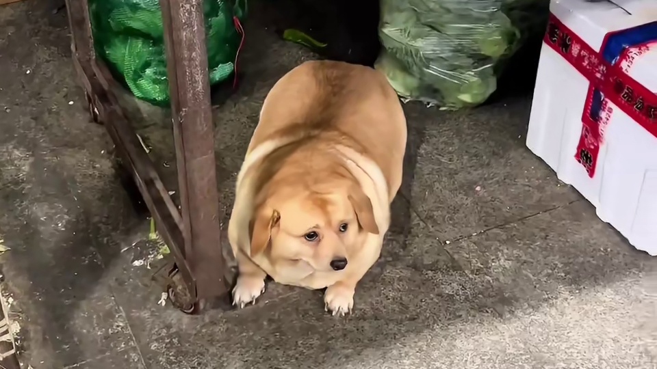 狗狗：人，你说谁是猪？！