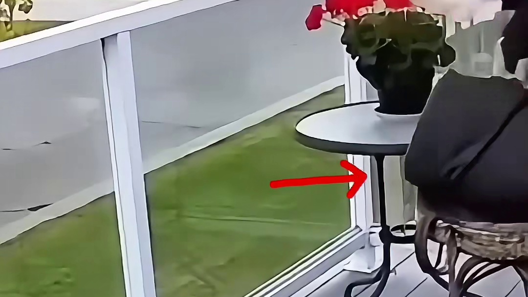 老鹰袭击猫猫