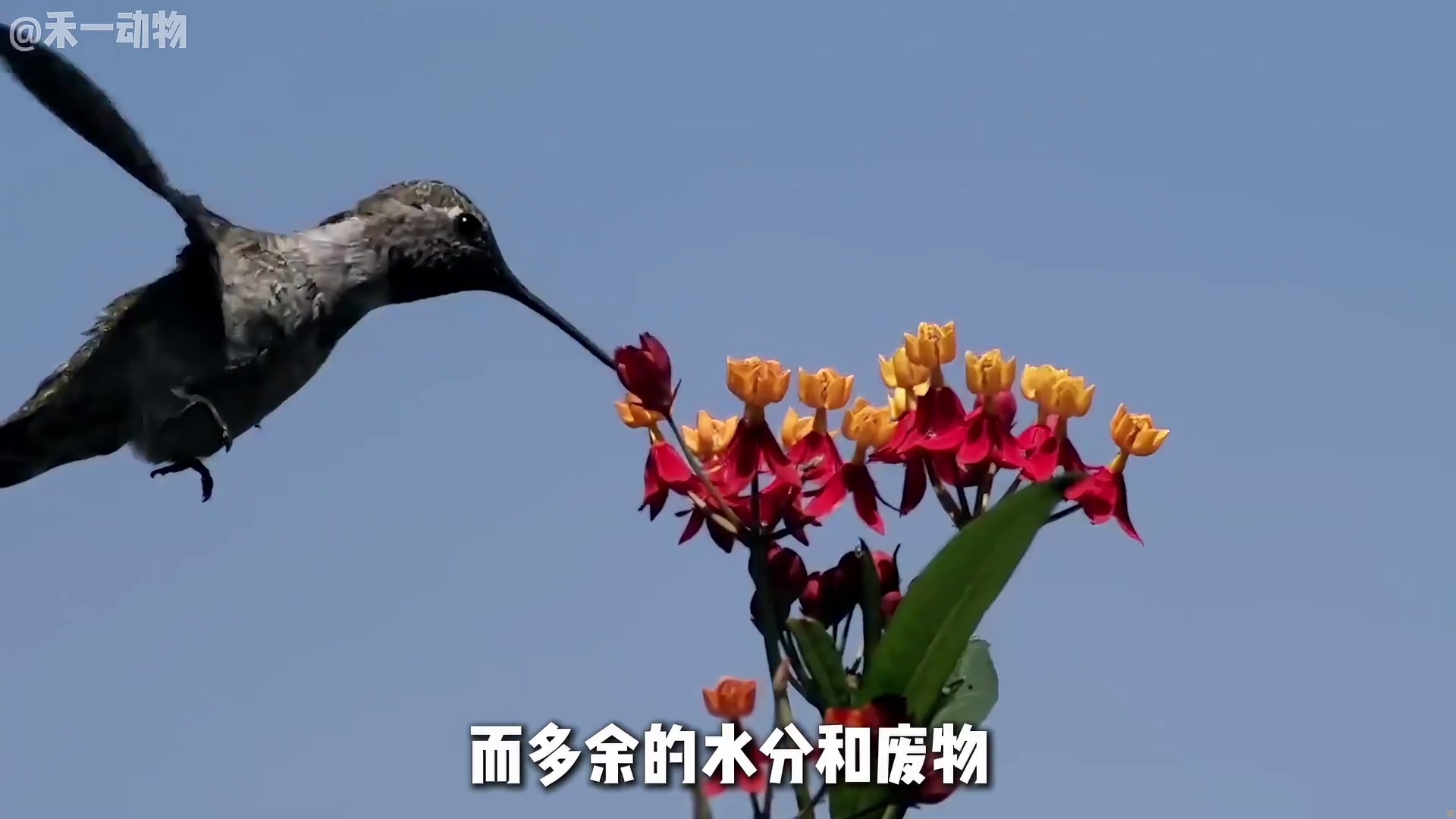 为了维持高频振翅，蜂鸟每10分钟就要撒一次尿