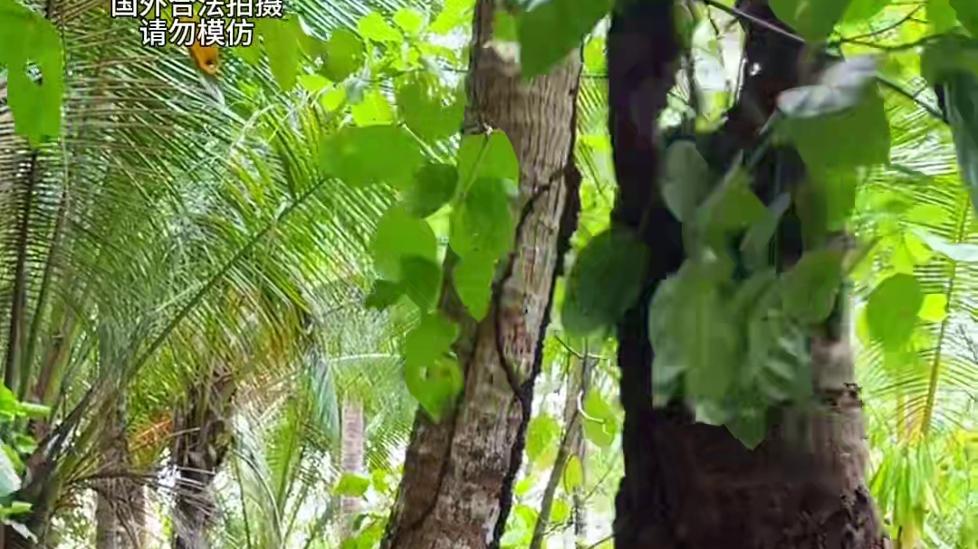 印度洋巨型椰子蟹