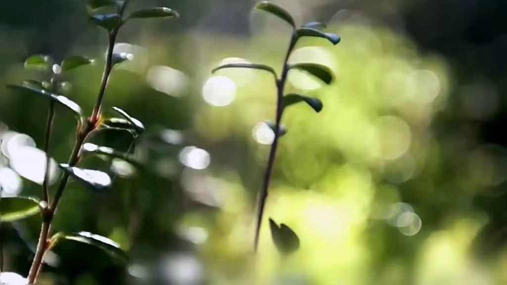 荒野独居艾伦的夺冠之路，野钓几十条湖鳟，狩猎松鸡