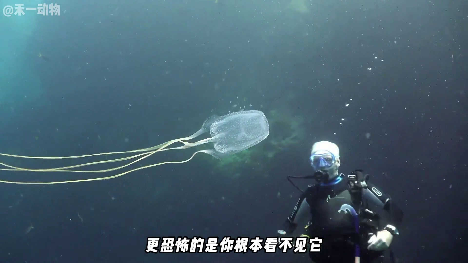 海中的毒王，箱水母！