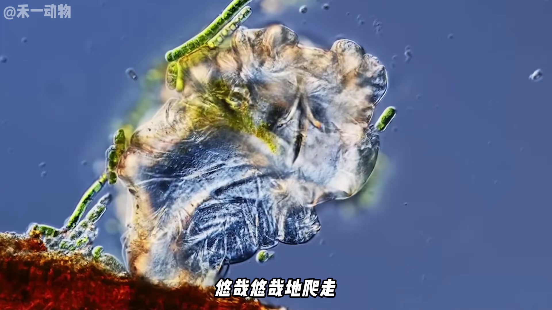 我敢打赌，你绝对杀不死这个生物，水熊虫！