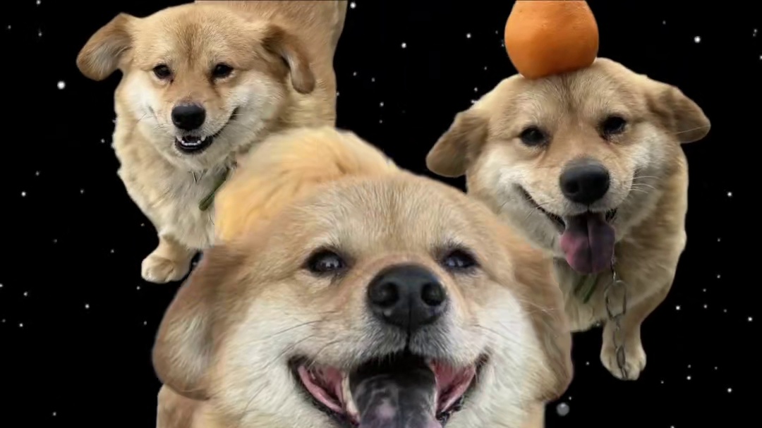 汪蹦蹦