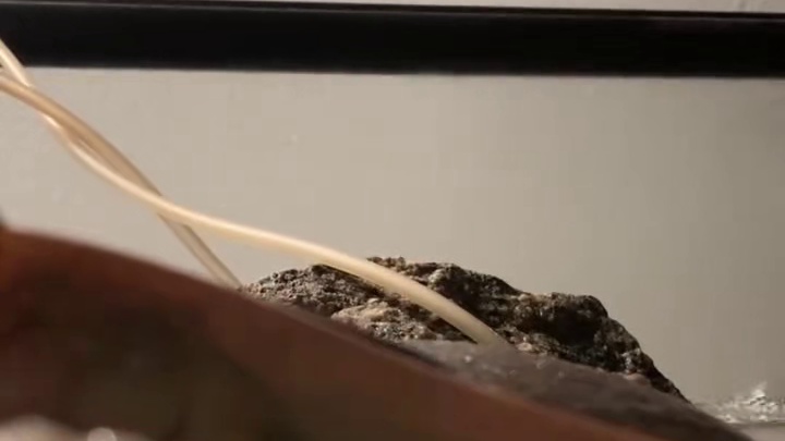 这只眼神清澈像大学生的鱼叫弹涂鱼