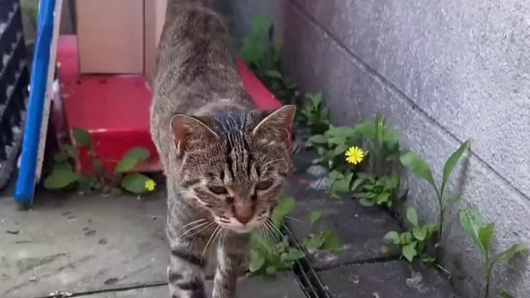 狸花猫仁义这一块
