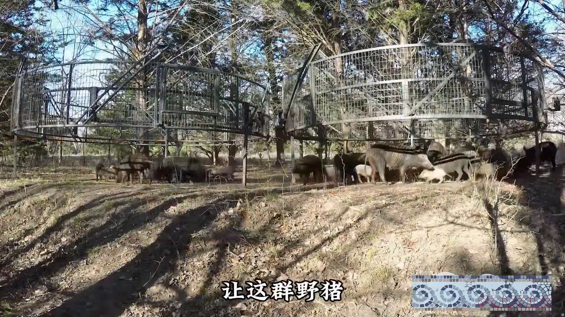 国外大量野猪泛滥糟蹋庄稼，奥德彪带着喷子并利用陷阱抓捕