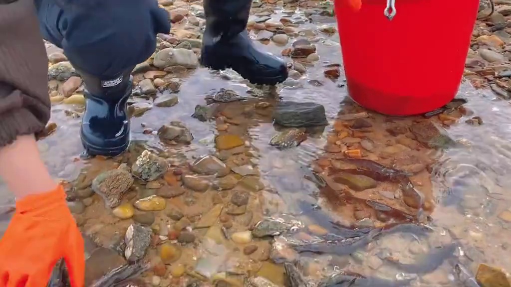 小章赶海捅了大虾窝啦！密密麻麻这么多！怎么捡得完哟！