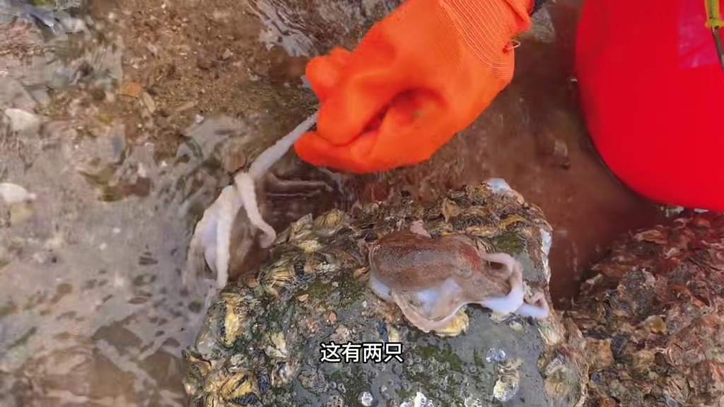 小章赶海搬石块！掏到好多八爪鱼和海参呀！废弃管道下发现海螺群