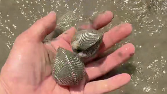海鲜火锅面，现抓现吃