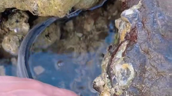 小渔村的海底捞火锅，现抓现吃