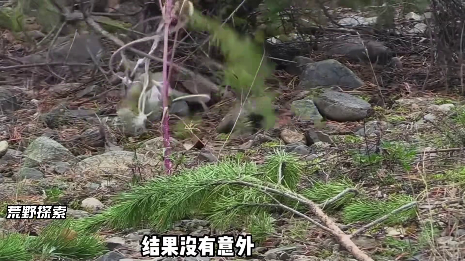 10人蒙古荒野求生，烹饪碳烤松鼠，肥美田鸡，住着荒野大别墅