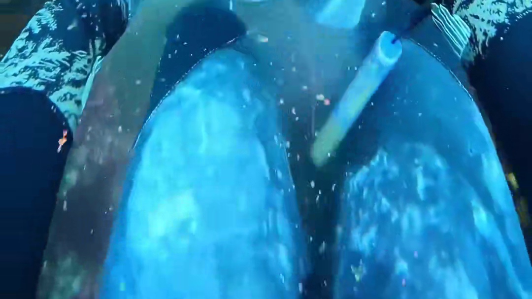 今天天气真好下海底赶海顺手开个海胆喂一下小鱼粉丝们
