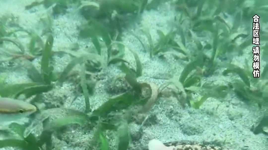 海底赶海之开个海胆喂一下小鱼粉丝们收获不少
