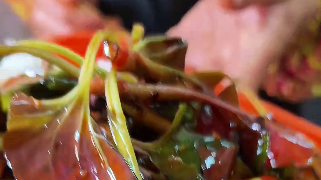 街头偶遇自助凉菜盒饭 13元荤素每样都有