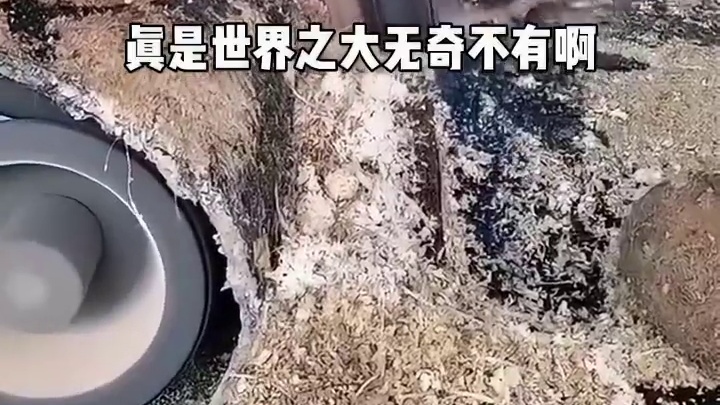 这脚一看就是新脚！
