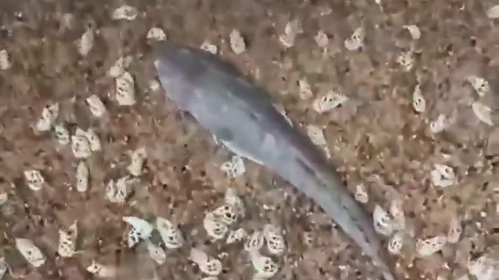 没想到螺会吃鱼？