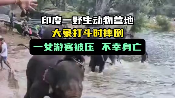 印度一野生动物营地 大象打斗时摔倒 一女游客被压不幸身亡