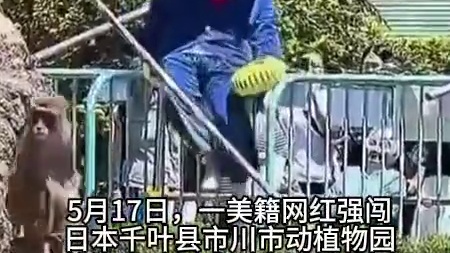 美籍网红强闯日本猴山惊吓猴群 网友：应永久禁止入境