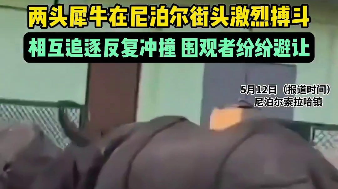 两头犀牛在尼泊尔街头激烈搏斗：相互追逐反复冲撞，围观者纷纷避让