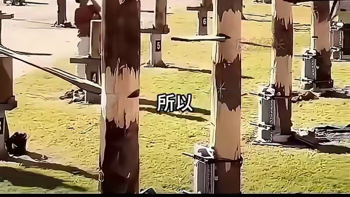 离谱的砍树比赛