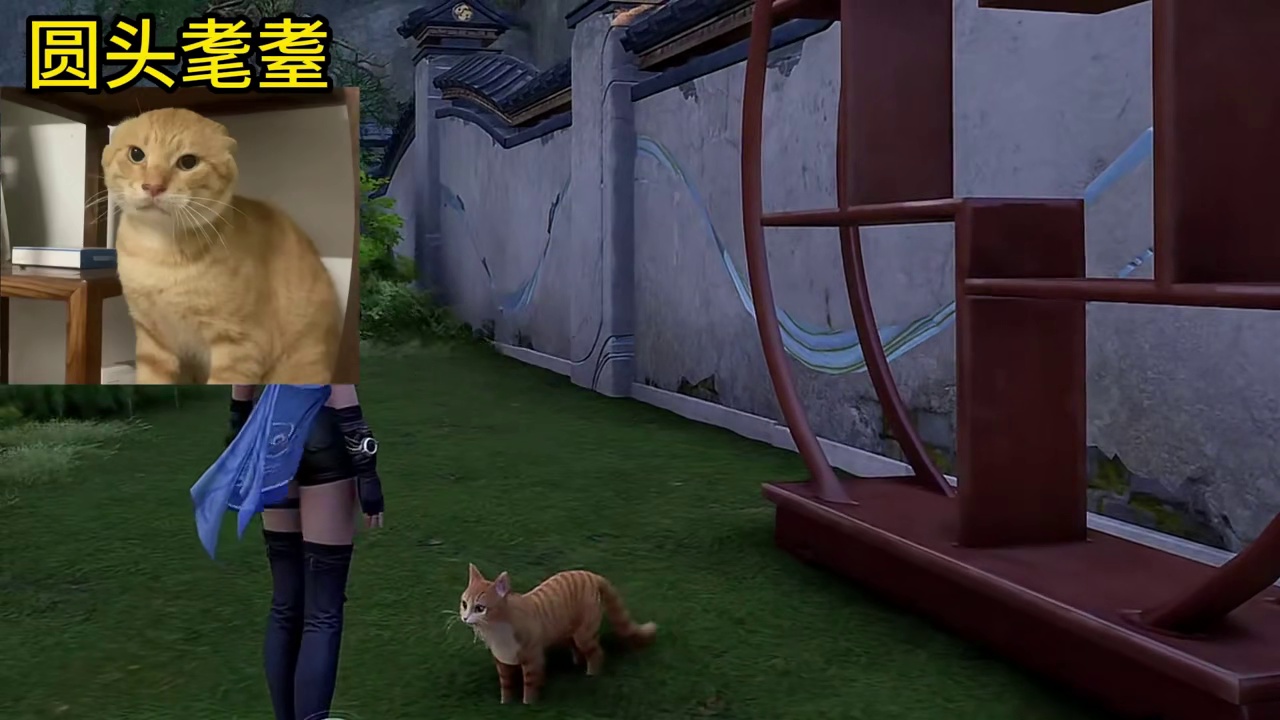 哈基米耄耋