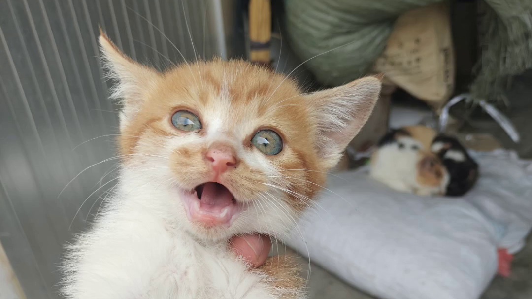 猫咪免费