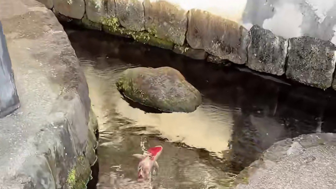 日本的下水道，干净到能养鲤鱼吗？