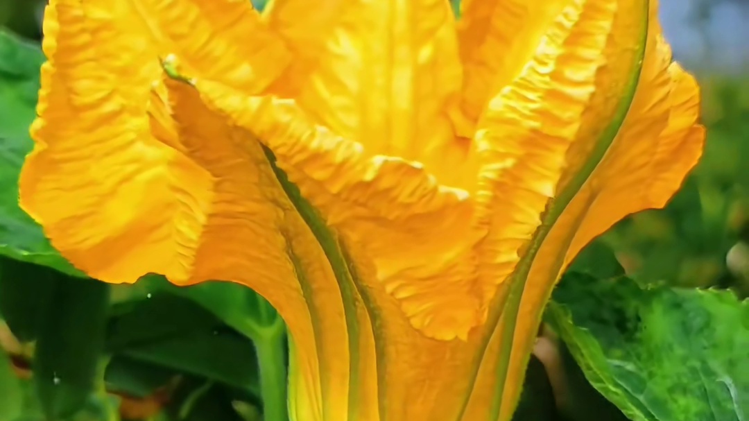 盘点20种能吃的花，你吃过几种？