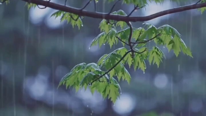 #雨声 #听雨 
静心聆听，放松身心，置身其中！融入大自然的气息！