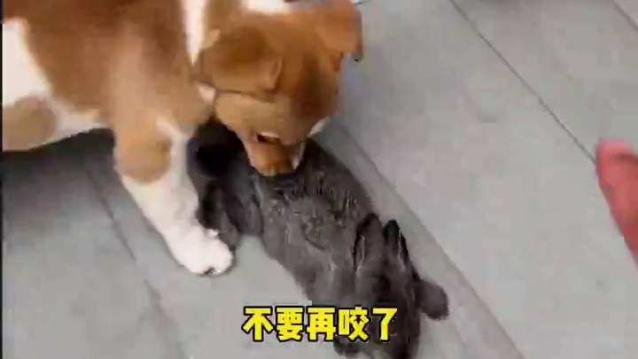 你们喜欢小兔子还是喜欢小七啊 #勋氏vlog