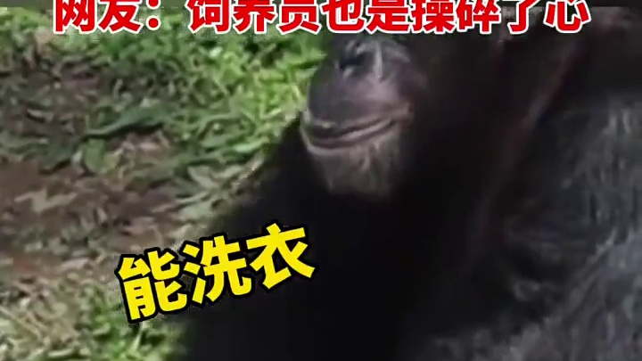 5月1日，重庆，21岁网红猩猩还未脱单，#饲养员在线为猩猩征婚！