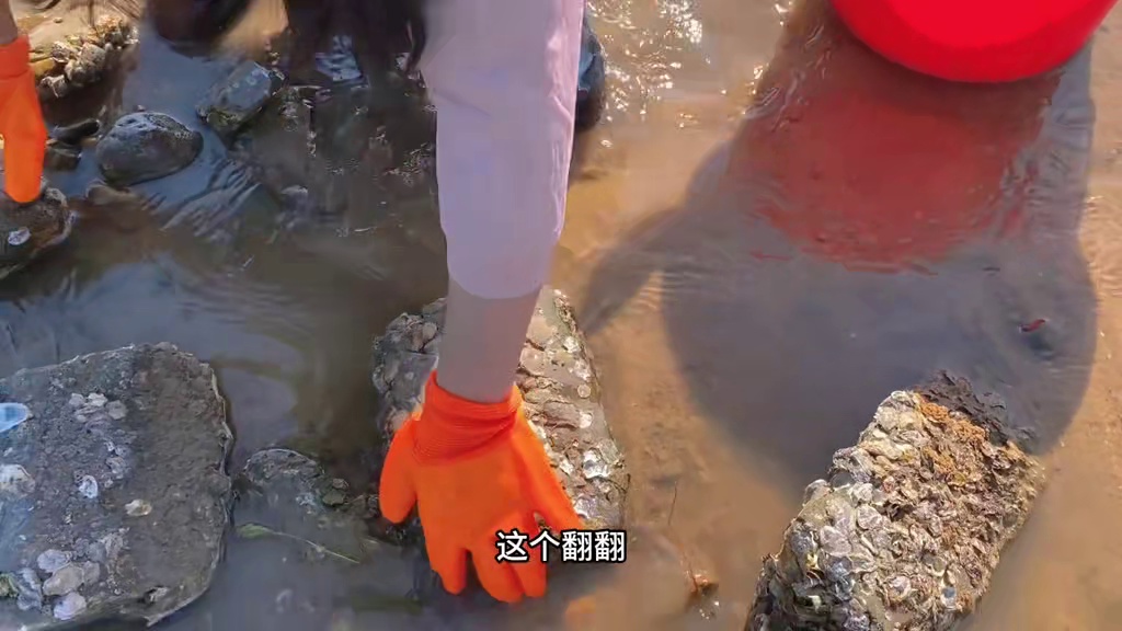小章赶海厉害啦！石缝里掏出大个儿帝王蟹！这谁顶得住呀！