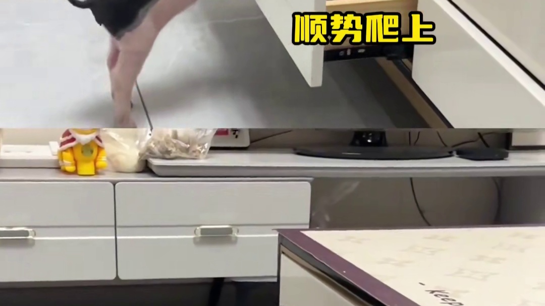 以后再也不说你蠢得像猪了！！