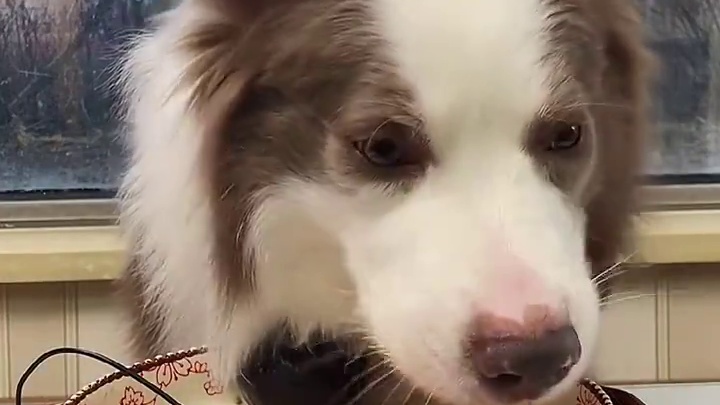东北冻梨其实挺好吃的 #边境牧羊犬