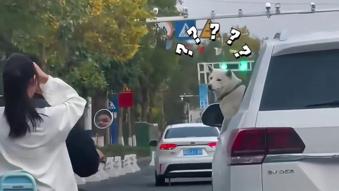 狗子 -人类，请保持边界感，哈哈哈！