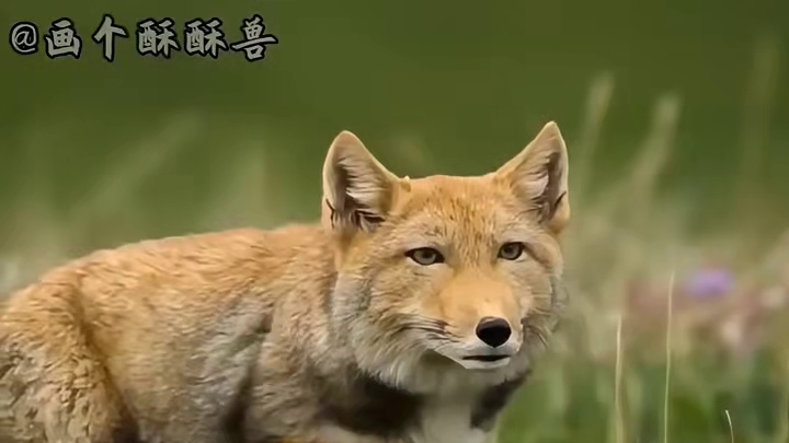 大方脸眯眯眼丑的不止一点点 藏狐 狐狸家族颜值的泥石流