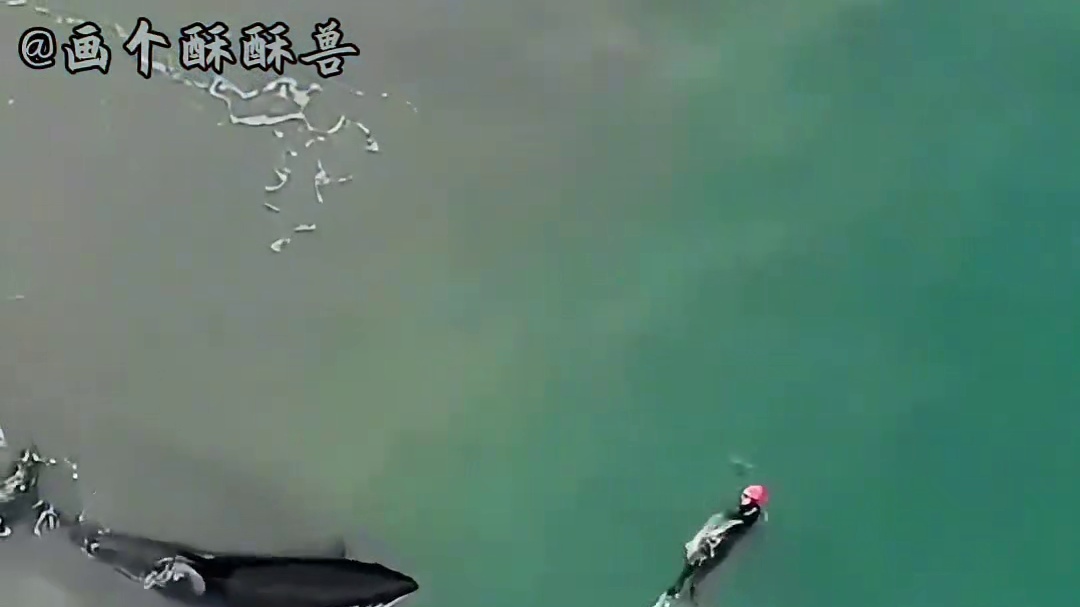 虎鲸明明被叫杀人鲸，为什么不吃人呢？