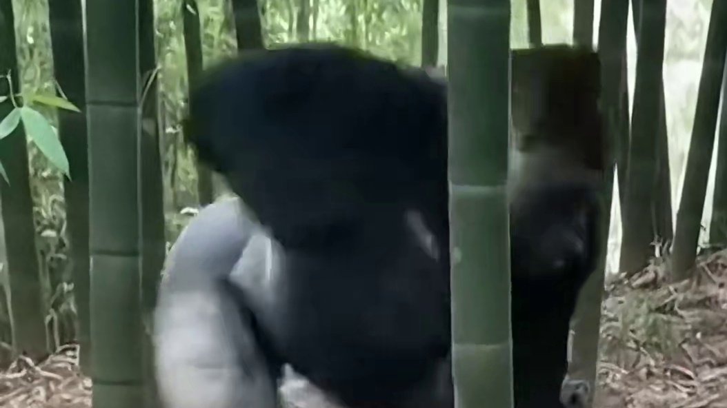 金刚级对决！猩猩抡拳暴揍老虎，直接把百兽之王打懵