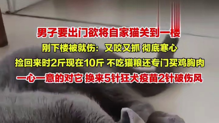 湖北广水。男子被自家捡回来的蓝猫伤：3年间从2斤养到了10斤， 我就叫它不准凶我，它就对我下死手..