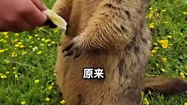 为什么土拨鼠站着一动不动？