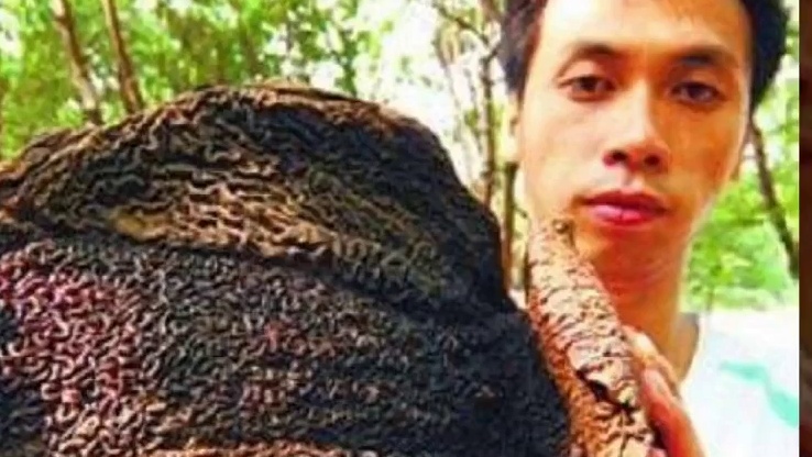 [生物放大镜]西双版纳的嗜血生物"吸血毯"|中国团队拍摄到真实影片|一个真实存在的传说生物!?|搬运
