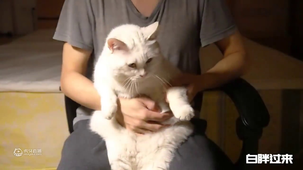 为改娇生惯养，猫主动体验丛林生活
