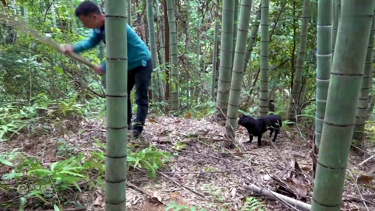 华农兄弟：摘点金樱子来泡酒，虽然很多刺，但味道很不错哦