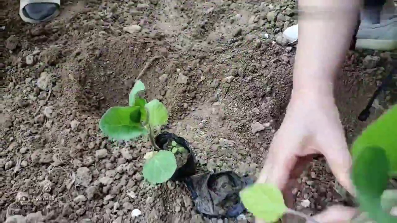 【阿彤彤】现实过成小森生活是什么样子