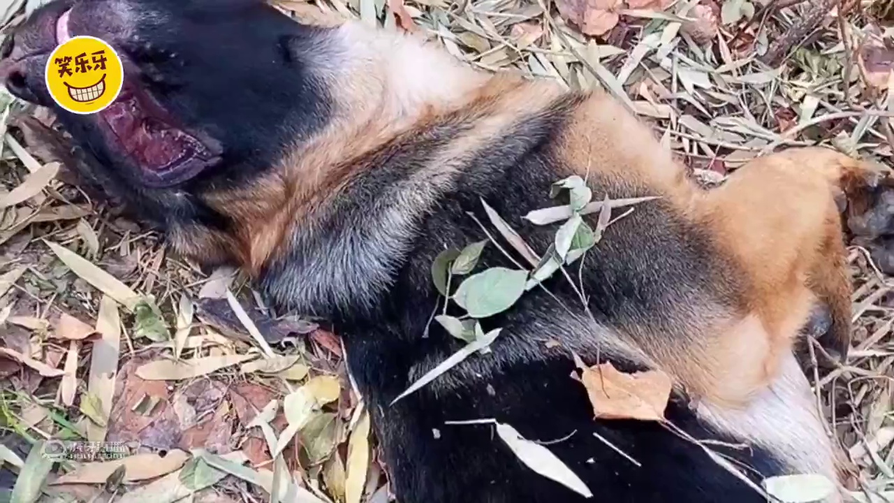 狗：来人啊，救命啊，快给我条鸡腿吃吧
