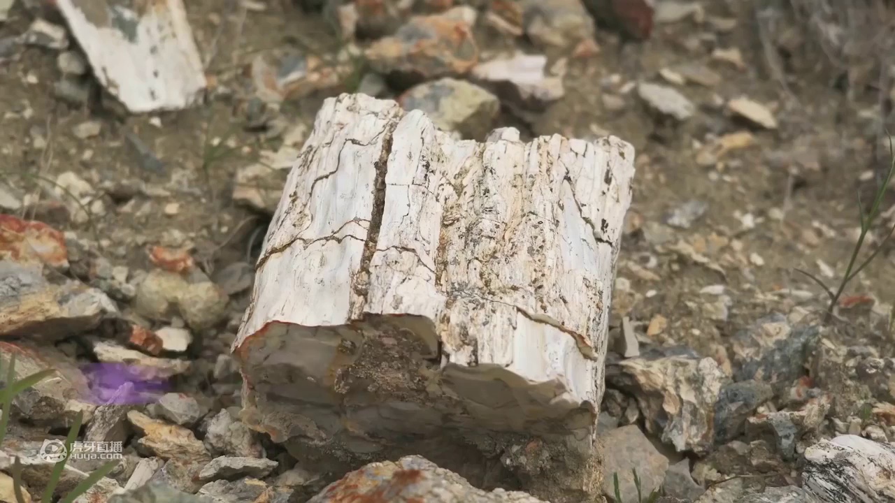 6个在海边发现的奇怪东西，海边发现神秘海洋怪物的尸体