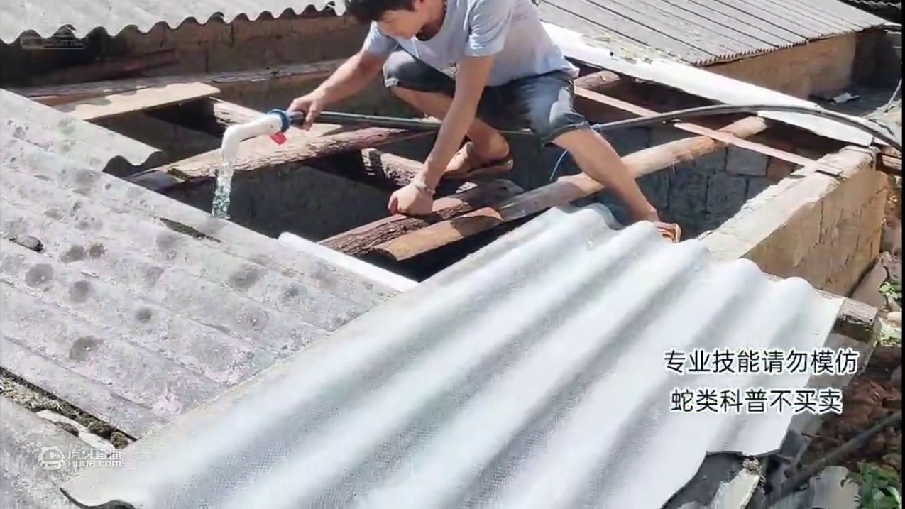 承越一蛇妹与斑纹蛇的日常生活