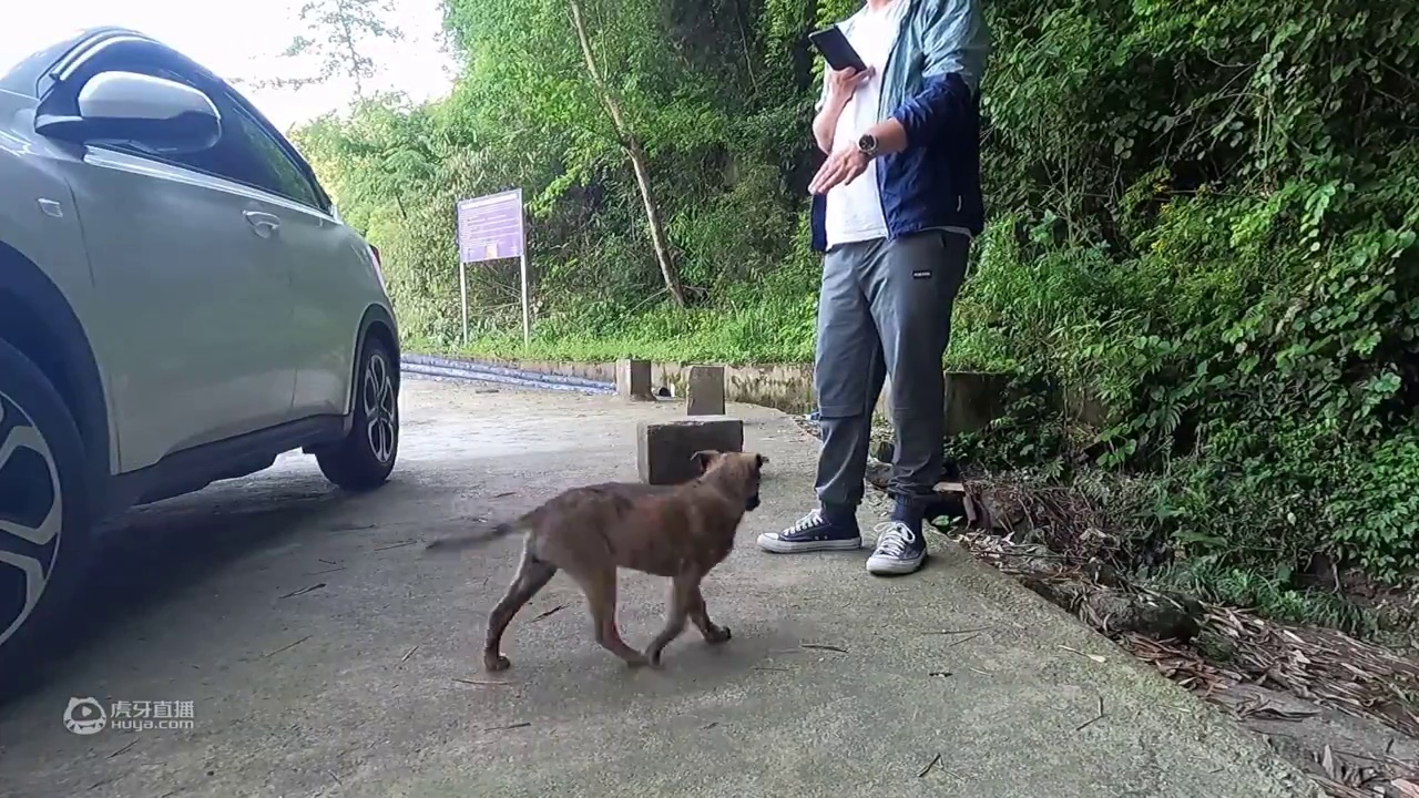 你们可能不信，从竹林里窜出来的神秘动物，被我收养了！
